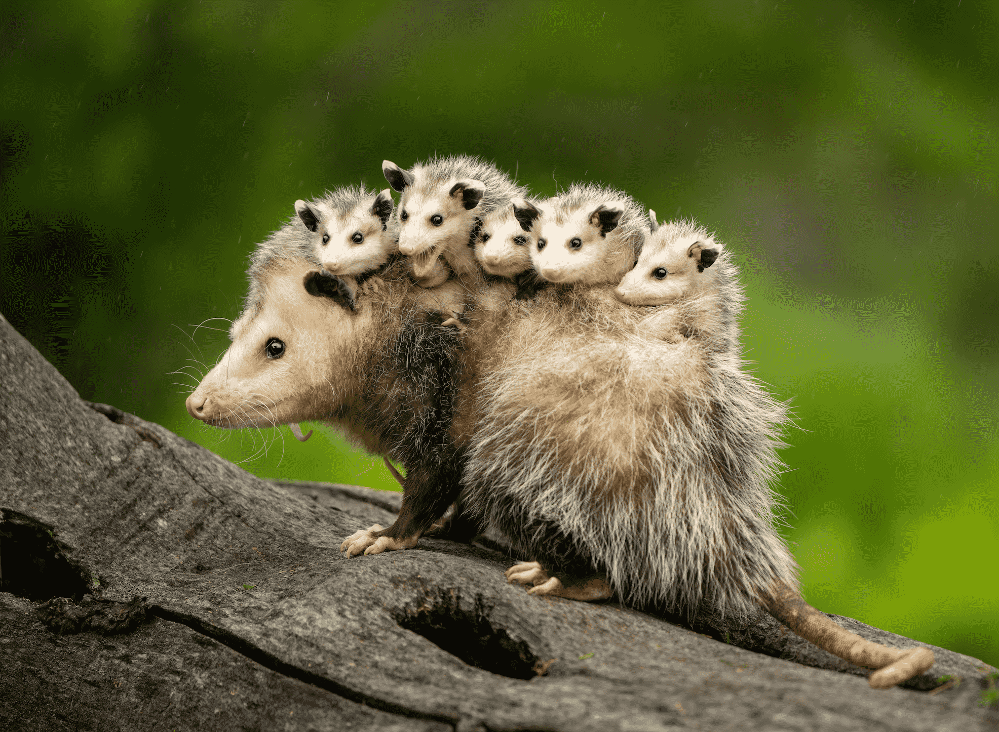 Opossum with Babies - Wildlife Control in Austin, TX